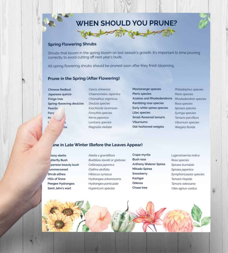 When to Prune Timber, Shrubs and Flowers When to Prune Timber, Shrubs and Flowers