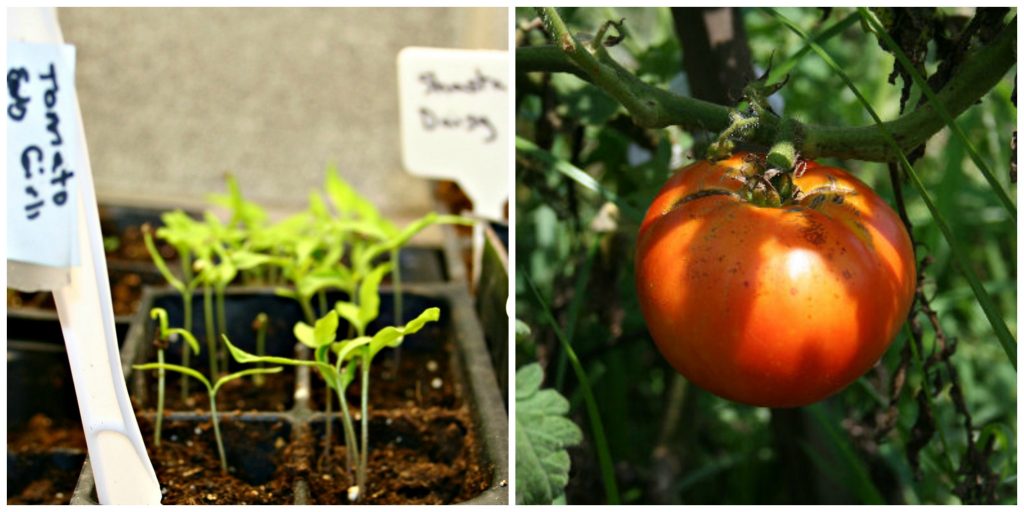 When Ought to You Begin Tomato Seeds Indoors?